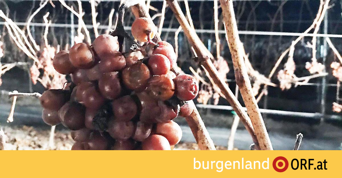 Judenau-baumgarten dating berry Endach partnervermittlung 