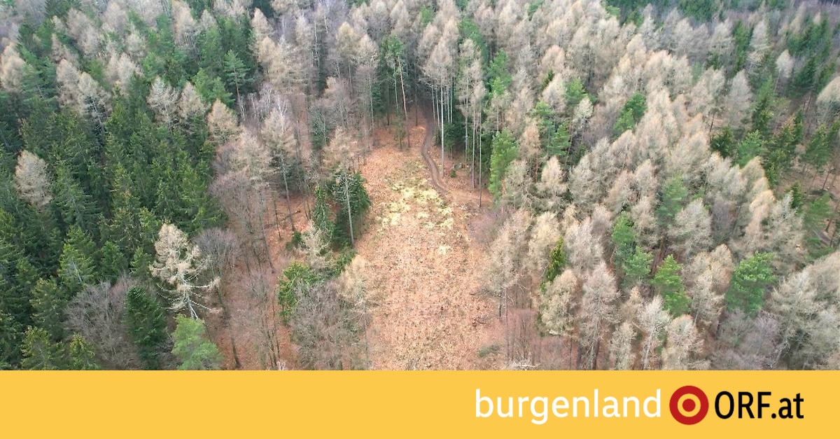 Forests adapt to the climate – burgenland.ORF.at