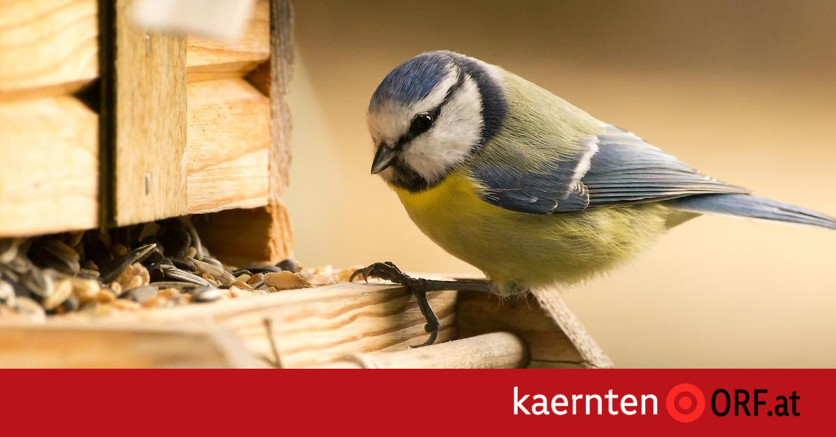 Feeding birds properly in winter – kaernten.ORF.at