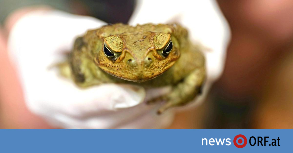Enter the plague: Australian hunt for cane toads ends