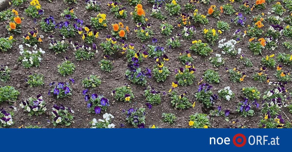 Climate change as a challenge for urban gardeners