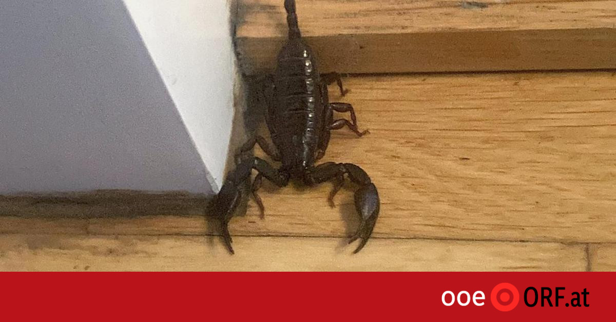 Skorpion-in-Linzer-Wohnung-entdeckt