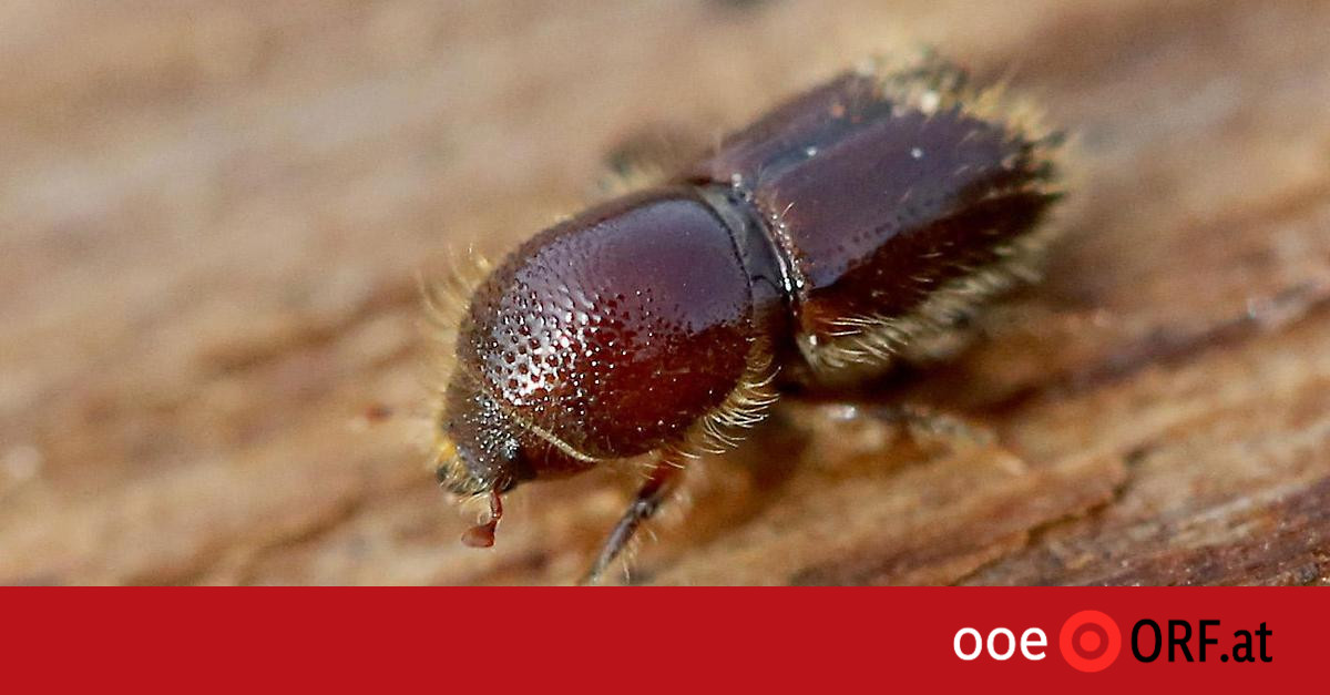 Hunting bark beetles with artificial intelligence