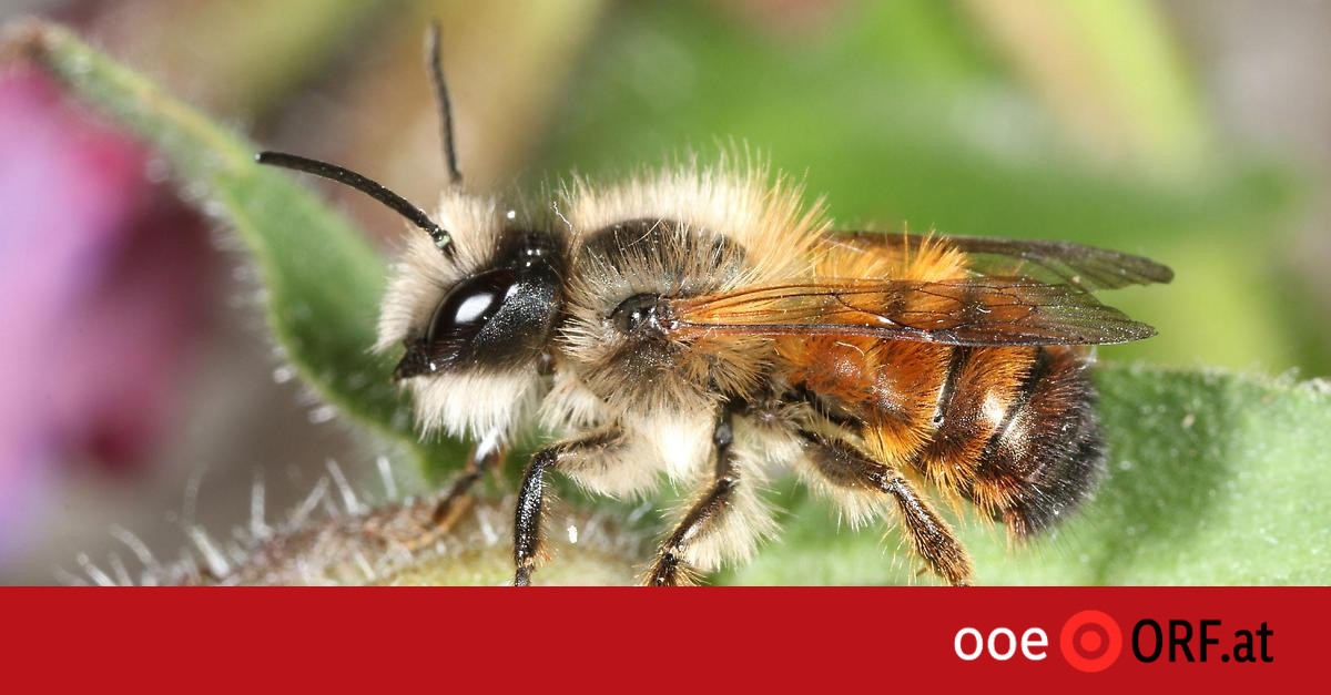 Bees struggle with climate change – ooe.ORF.at