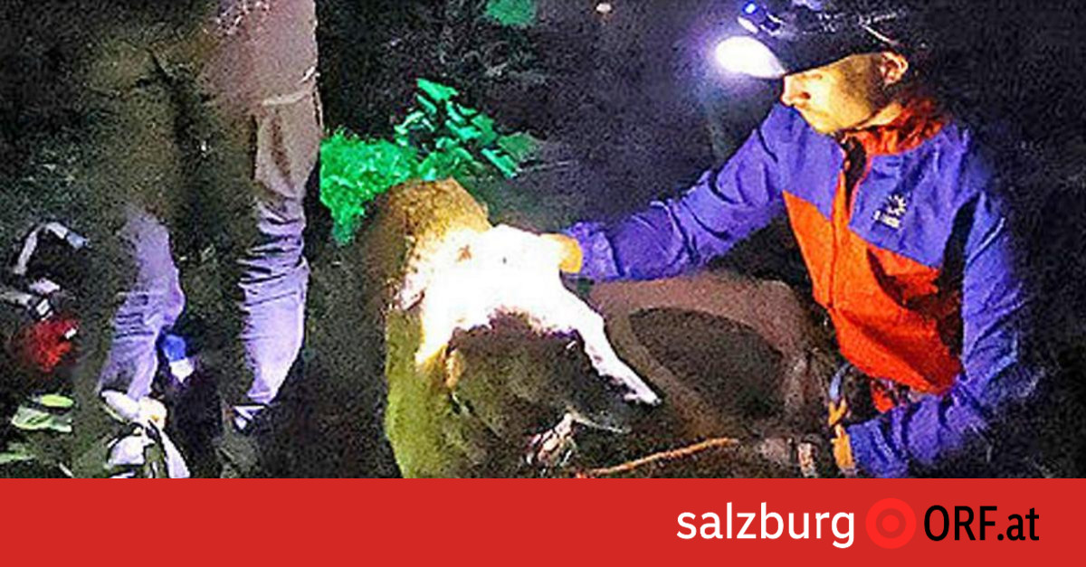 The dog survived an 80-meter fall – salzburg.ORF.at