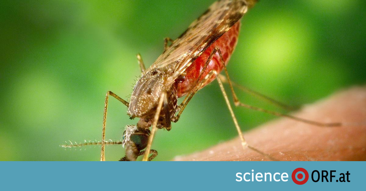 Salute: in Italia spunta il gel contro la malaria
