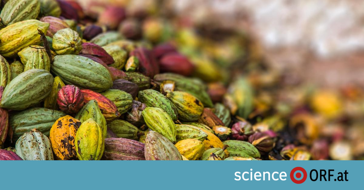 Genetics: Cocoa has been popular for 5,000 years