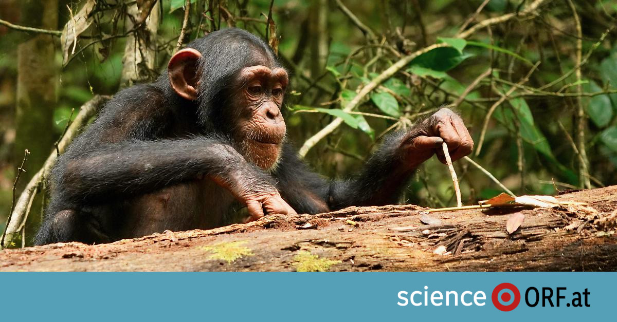 auch-alte-schimpansen-lernen-dazu