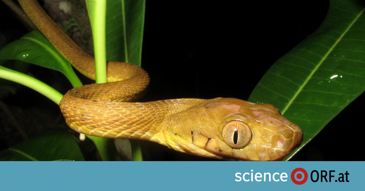 Reptiles: Snake wins evolutionary jackpot – Science.ORF.at