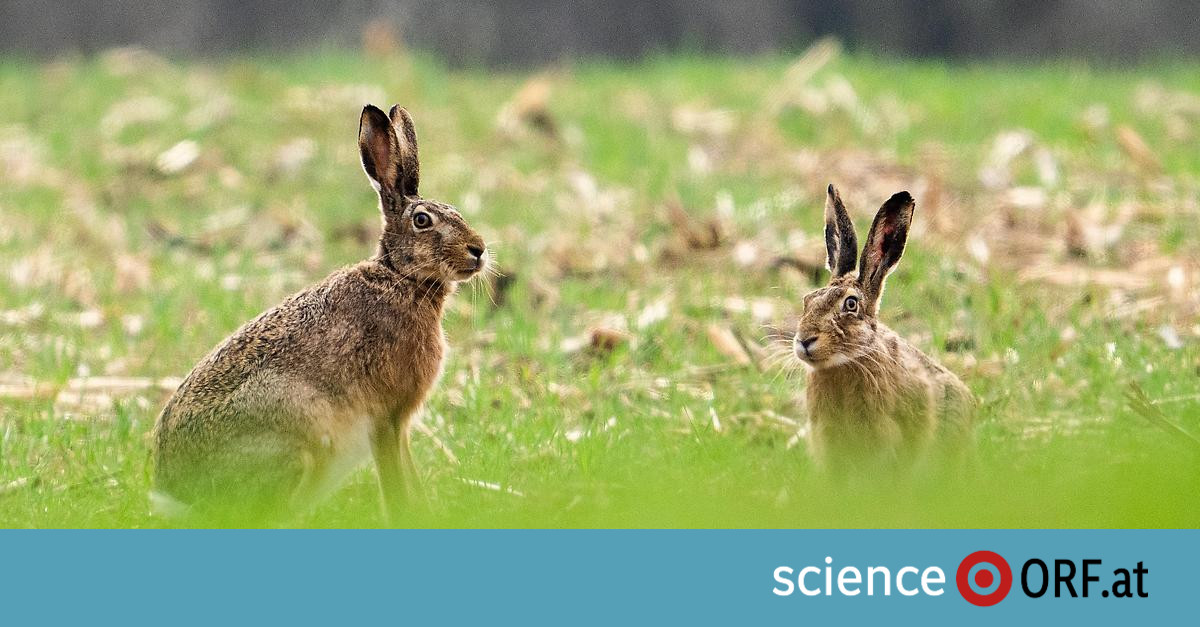 Austria: Trovare la causa della morte dei conigli