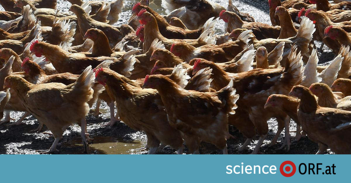 Genetic engineering: chickens resistant to bird flu