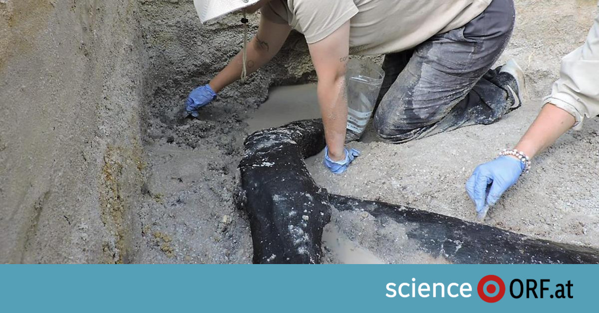 Stone Age: Discovery of the oldest wooden structure – science.ORF.at