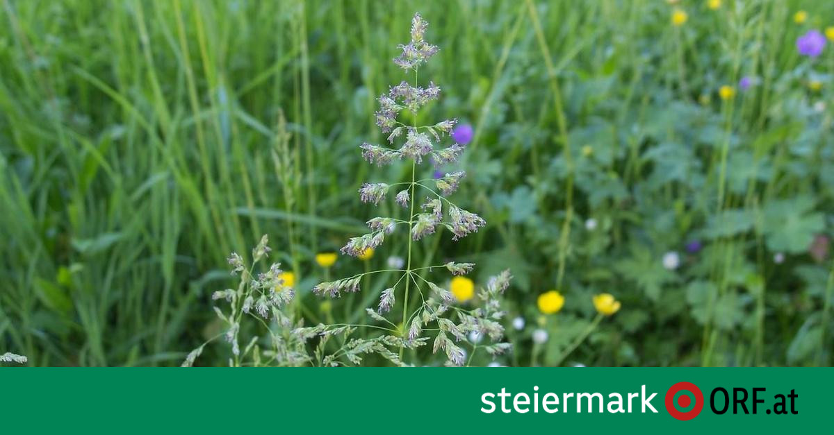 Climate change: grasses are particularly at risk – steiermark.ORF.at