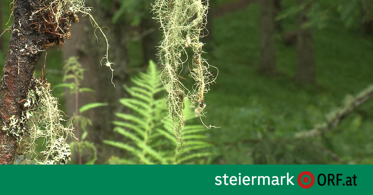 New species discovered in the forests of Styria