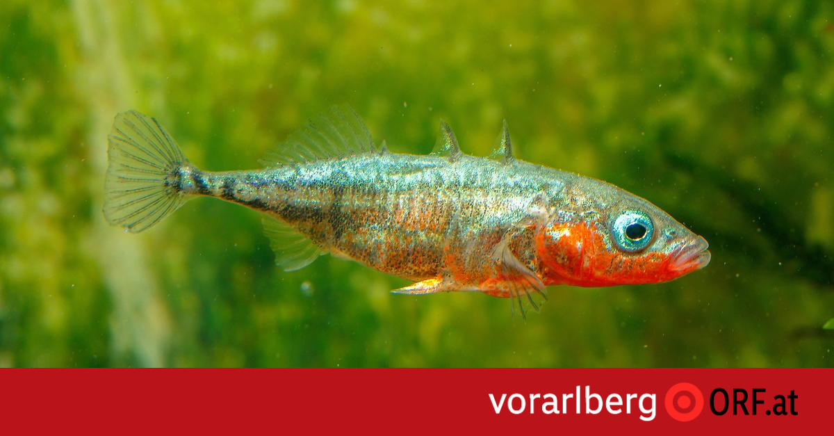 The stickleback in Lake Constance is not introduced from the outside