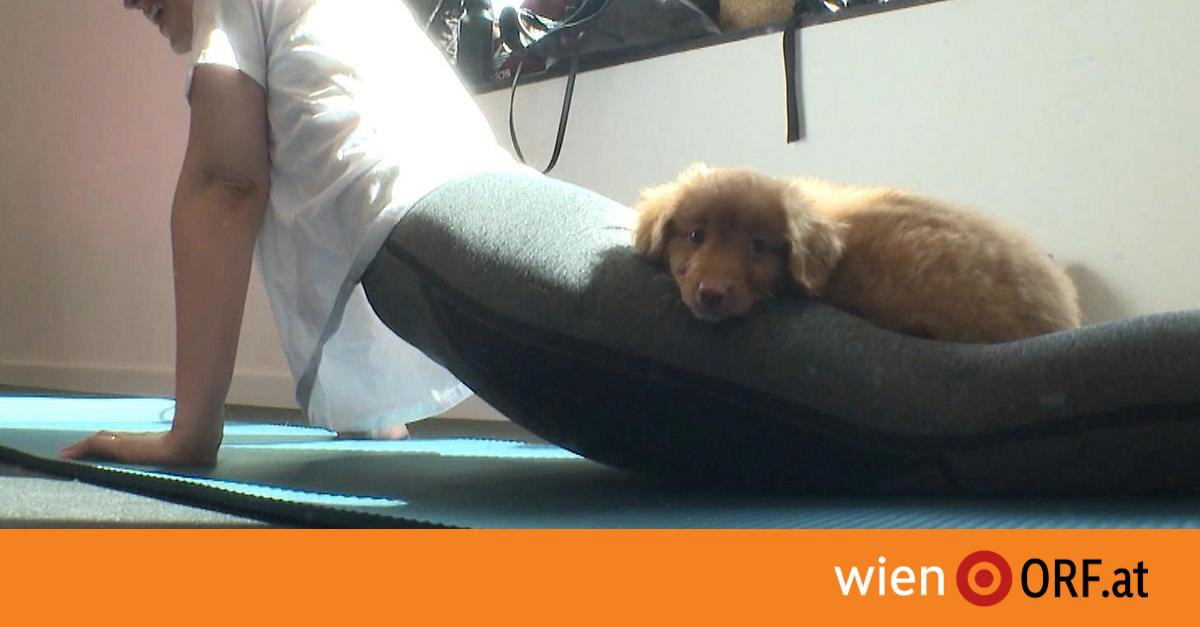 Controversial trend: yoga with puppies